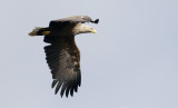 White-tailed Sea-eagle  Haliaeetus albicilla