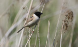 Ochre-rumped Bunting Emberiza yessoensis