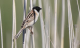 Ochre-rumped Bunting Emberiza yessoensis