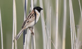 Ochre-rumped Bunting  Emberiza yessoensis