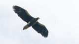 Steller's Sea-eagle Haliaeetus pelagicus