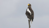 Steller's Sea-eagle Haliaeetus pelagicus