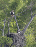 Steller's Sea-eagle Haliaeetus pelagicus
