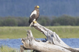 Steller's Sea-eagle Haliaeetus pelagicus