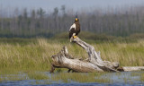 Steller's Sea-eagle Haliaeetus pelagicus