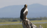 Steller's Sea-eagle Haliaeetus pelagicus