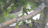 Kamchatka Leaf-warbler Phylloscopus examinandus