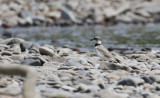 Long-billed Plover Charadrius placidus