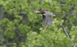 Mandarin Duck Aix galericulata