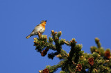 Mugimaki Flycatcher  Ficedula mugimaki