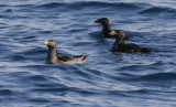 Rhinoceros Auklet Cerorhinca monocerata