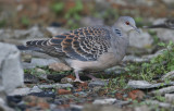 Oriental Turtle-dove Streptopelia orientalis orientalis