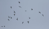 Pacific Swift Apus pacificus