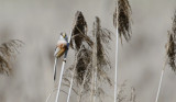 Northern Parrotbill Paradoxornis polivanovi