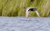 Falcated Duck Mareca falcata.