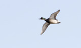 Falcated Duck Mareca falcata.
