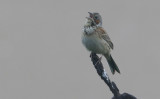Chestnut-eared Bunting Emberiza fucata