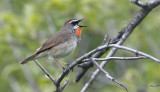 Siberian Rubythroat Calliope calliope