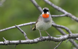 Siberian Rubythroat Calliope calliope