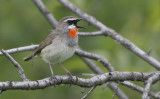 Siberian Rubythroat Calliope calliope