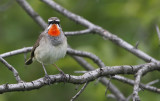 Siberian Rubythroat Calliope calliope