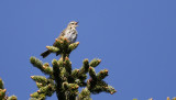 Olive-backed Pipit Anthus hodgsoni
