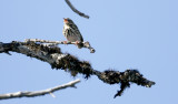 Olive-backed Pipit Anthus hodgsoni