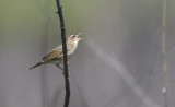 Pallas's Grasshopper-warbler Locustella certhiola.