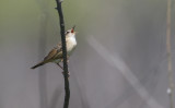 Pallas's Grasshopper-warbler Locustella certhiola.