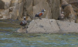 Harlequin Duck Histrionicus histrionicus