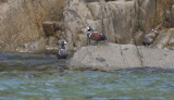 Harlequin Duck Histrionicus histrionicus