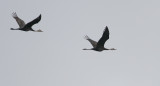 Hooded Crane Grus monacha