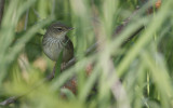 Lanceolated Warbler Locustella lanceolate.