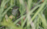 Lanceolated Warbler  Locustella lanceolate. 