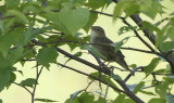 Lanceolated Warbler Locustella lanceolate.