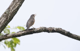 Grey-backed Thrush  Turdus hortulorum. 