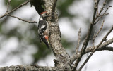White-backed Woodpecker Dendrocopos leucotos