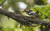 White-backed Woodpecker Dendrocopos leucotos