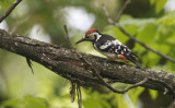 White-backed Woodpecker  Dendrocopos leucotos