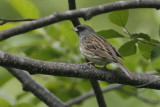 Black-faced Bunting  Emberiza spodocephala