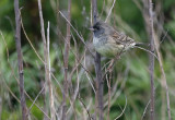 Black-faced Bunting Emberiza spodocephala
