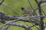 Black-faced Bunting  Emberiza spodocephala