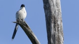 Asian Azure-winged Magpie  Cyanopica cyanus