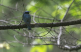 Blue-and-White Flycatcher Cyanoptila cyanomealana