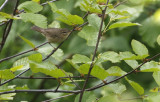 Dusky Warbler  Phylloscopus fuscatus. 