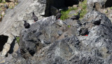 Spectacled Guillemot Cepphus carbo.