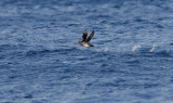 Rhinoceros Auklet Cerorhinca monocerata