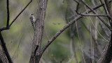 Japanese Pygmy Woodpecker Picoides kizuki
