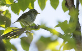 Pallass Leaf-warbler  Phylloscopus proregulus