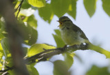Pallass Leaf-warbler  Phylloscopus proregulus